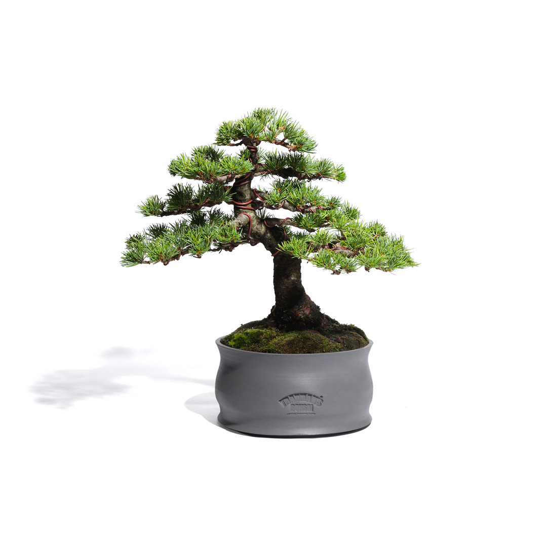 五葉松 -Japanese white pine- （推定樹齢40年）-M0017-｜TRADMAN'S